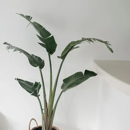 Mod Santorini Vegan Отель Тира