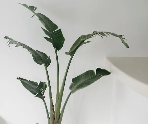 Mod Santorini Vegan 酒店 费拉